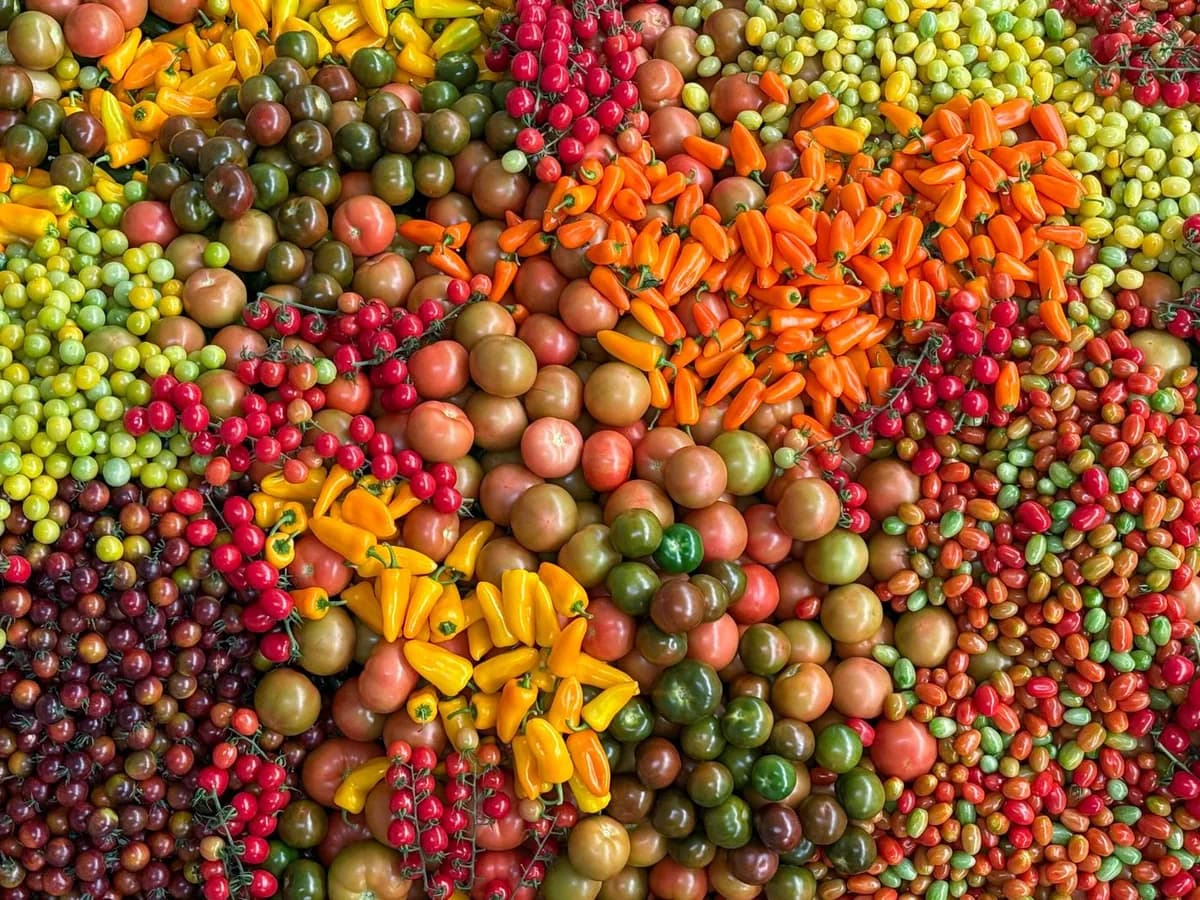 An overhead view of assorted fresh vegetables including tomatoes and peppers, vibrant and colorful.