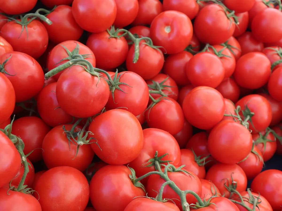 Vibrant organic tomatoes piled at a farmers market in Elk Grove, California.