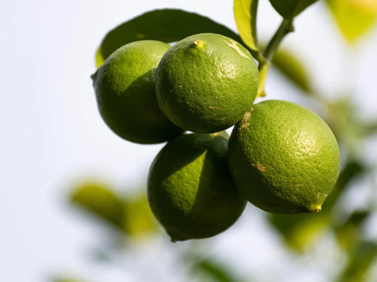 citrus food, lemon, lime, citrus, food, lemons, fruit, healthy, fresh, lemonade, juicy, juice, health, sour, ripe, salad, nature, green, fruits, vegetables, vitamins, tropical, summer, nutrition